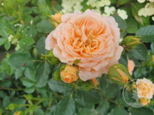 Sweet Dream růže miniaturní